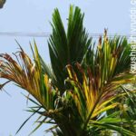 ಎಲೆ ಹಳದಿಯಾಗುವುದಕ್ಕೆ ಒಂದು ಕಾರಣ ಗಂಧಕದ ಕೊರತೆ.Yellowing of leaves is one of sulphur deficiency symptom