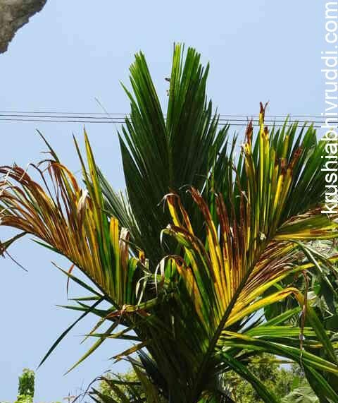 ಎಲೆ ಹಳದಿಯಾಗುವುದಕ್ಕೆ ಒಂದು ಕಾರಣ ಗಂಧಕದ ಕೊರತೆ.Yellowing of leaves is one of sulphur deficiency symptom