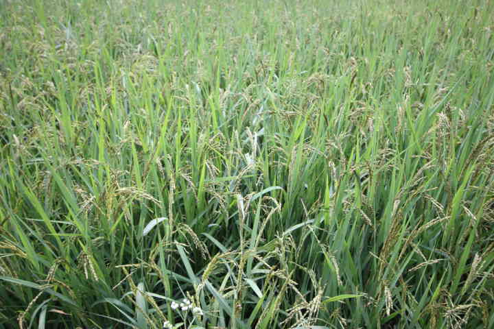 paddy leaf damage by caterpillar