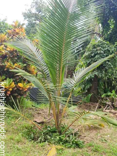 ಒಂದು ವರುಷದ ಗಿಡ ಹೀಗೆ ಇರಬೇಕು.