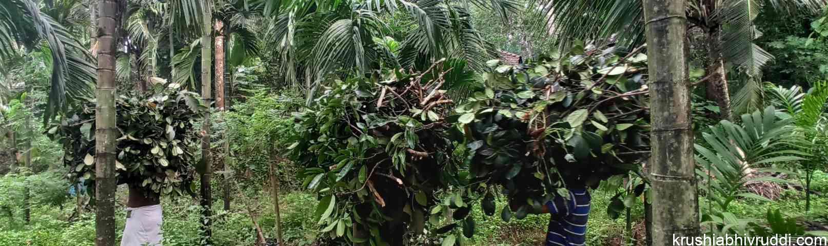 green leaf carrying