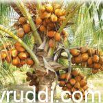 ತೆಂಗಿನ ನೈಸರ್ಗಿಕ ಹೈಬ್ರೀಡ್ ತಳಿ