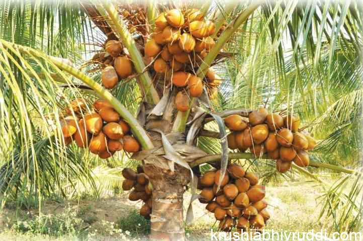 ತೆಂಗಿನ ನೈಸರ್ಗಿಕ ಹೈಬ್ರೀಡ್ ತಳಿ