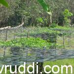 pendal grown vegitable