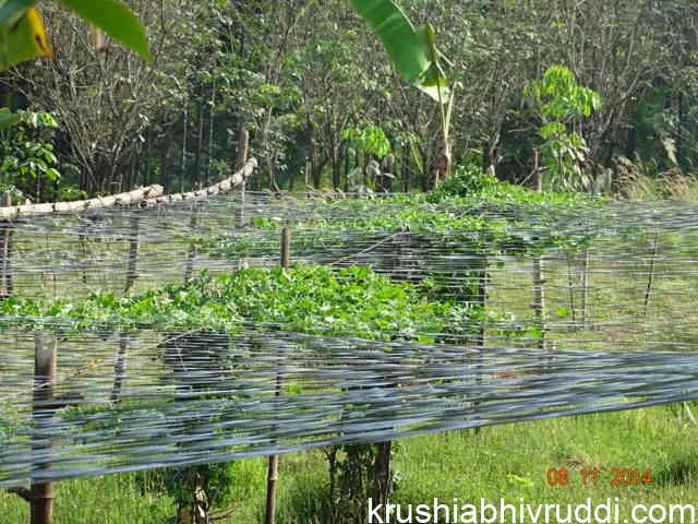 pendal grown vegitable