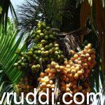 ಮಂಗಳ ಆಡಿಕೆ