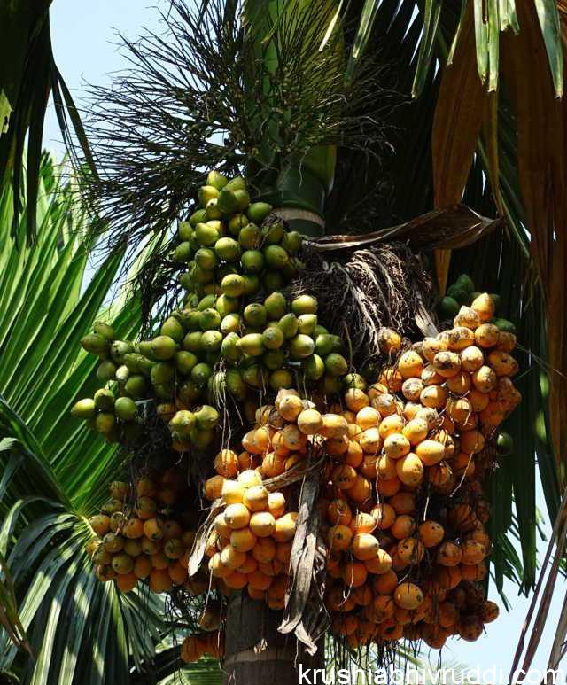 ಮಂಗಳ ಆಡಿಕೆ