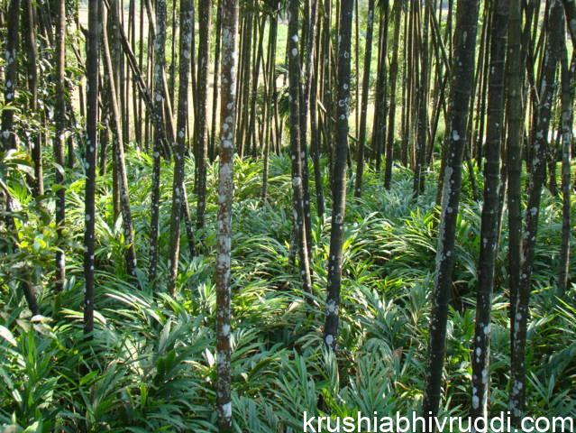 ಅಡಿಕೆ ತೋಟದಲ್ಲಿ ಏಲಕ್ಕಿ