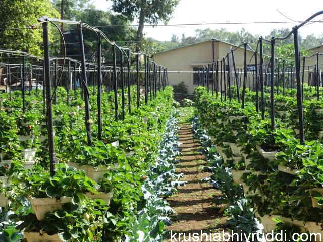 vertical farming