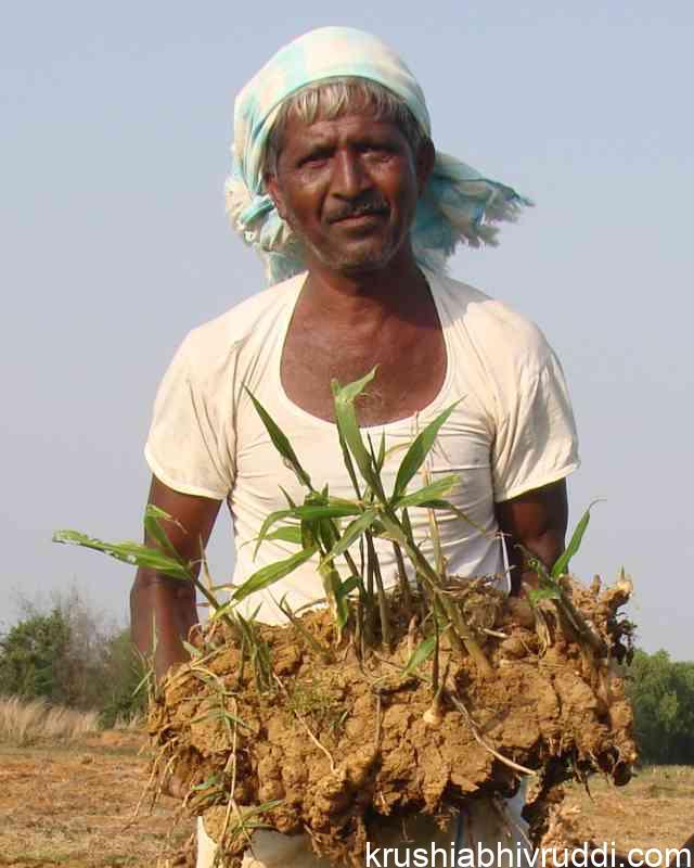 Ginger yield