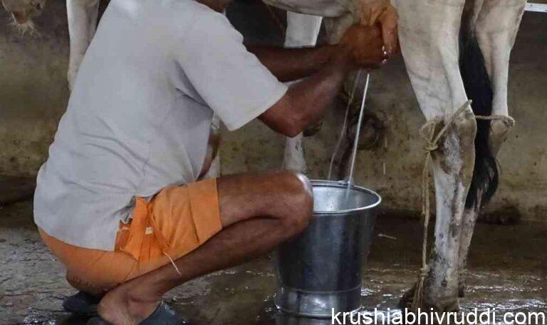 ಕರು ಹಾಕದಿದ್ದರೂ  ಹಾಲು ಕರೆಯಬಹುದು.