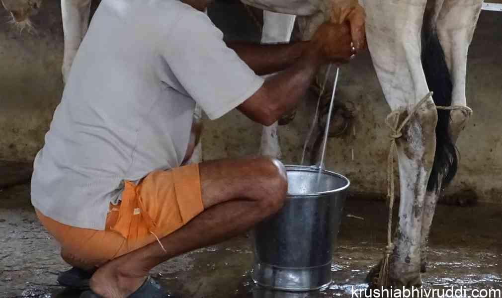 ಹಾಲು ಕರೆಯುವುದು
