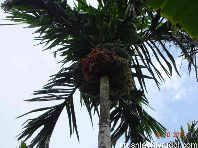 areca nut palm with full yield