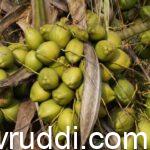 ರಾಸಾಯನಿಕ ಗೊಬ್ಬರ ಬಳಸಿ ಇಳುವರಿ