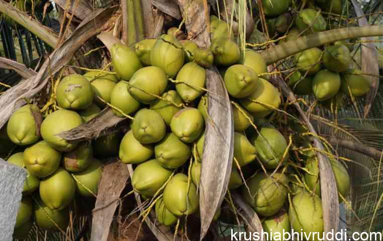ರಾಸಾಯನಿಕ ಗೊಬ್ಬರ ಬಳಸಿ ಇಳುವರಿ
