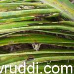 ಅಡಿಕೆ ಗರಿ ತಿನ್ನುವ ಹುಳದ ವಾಸಸ್ಥಾನ