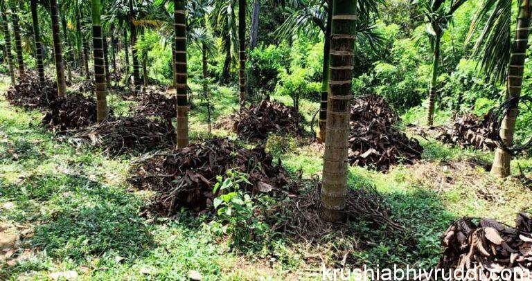 ಬೆಳೆಗಳಿಗೆ ಸಾವಯವ ಗೊಬ್ಬರ ಹಾಕುವ ವೈಜ್ಞಾನಿಕ ವಿಧಾನ.