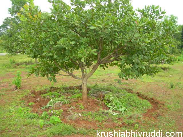 ಗೇರು ಮರಕ್ಕೆ ಗೊಬ್ಬರ ಕೊಡುವ ವಿಧಾನ