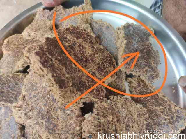 ಹತ್ತಿ ಹಿಂಡಿಯಲ್ಲಿ ಶಿಲೀಂದ್ರ ಬೆಳೆದಿರುವುದು