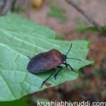 ಸಾಮಾನ್ಯವಾಗಿ ಎಲ್ಲಾ ಕಡೆಯಲ್ಲೂ ಇರುವ ಬಂಬು ಕೀಟ