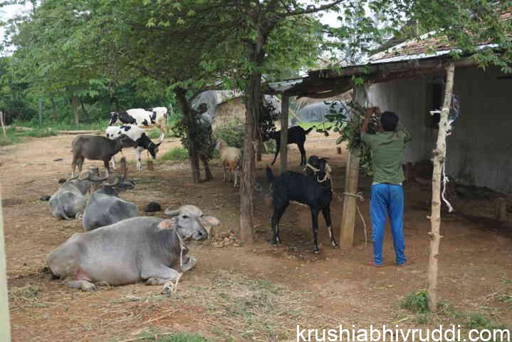 ಗ್ರಾಮೀಣ ಪಶು ಸಂಗೋಪನೆ