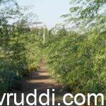 ಸೊಪ್ಪಿಗಾಗಿ ನುಗ್ಗೆ ಬೆಳೆ