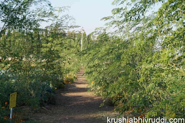 ಸೊಪ್ಪಿಗಾಗಿ ನುಗ್ಗೆ ಬೆಳೆ
