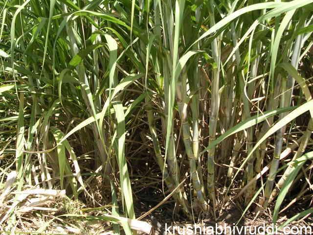 sugarcane crop