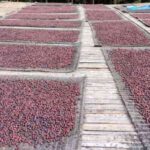 ಕೆಂಪು ಅಡಿಕೆ ಧಾರಣೆ