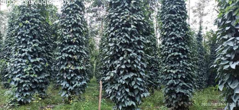 ಕರಿಮೆಣಸು ಬೆಳೆಗಾರರು ನೋಡಬೇಕಾದ ಮಾದರಿ ತೋಟ ಇದು.