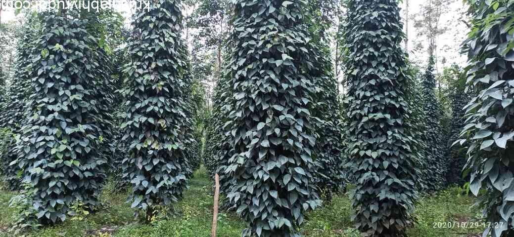 ಮಾದರಿ ಕರಿಮೆಣಸಿನ ತೋಟ