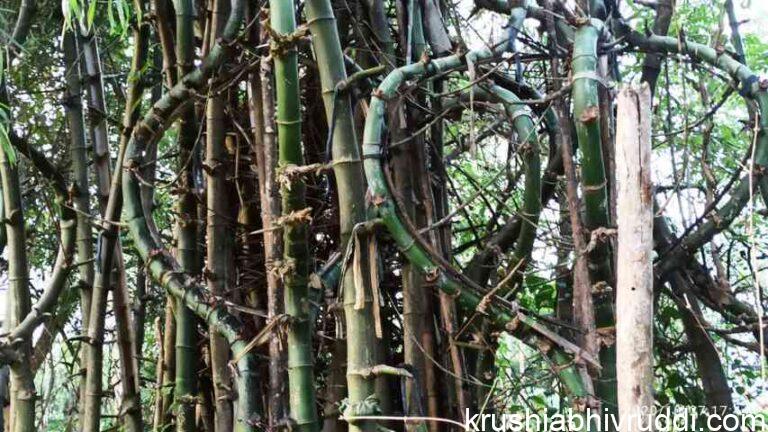 ಈ  ಬಿದಿರಿನ ಗಳಕ್ಕೆ  ರೂ. 50,000 ನಂಬುತ್ತೀರಾ? ಇದು ನಿಜ.