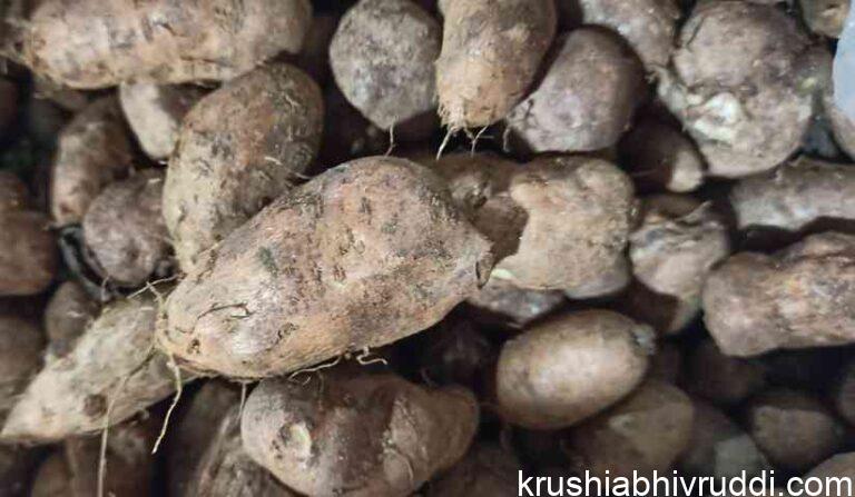 ಈ ಗಡ್ಡೆಗೆ ಬಹಳ ಬೇಡಿಕೆ ಮತ್ತು ಉತ್ತಮ ಬೆಲೆ.