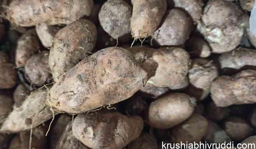 chines potato