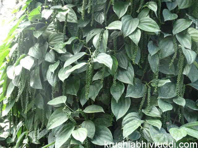Healthy pepper vine
