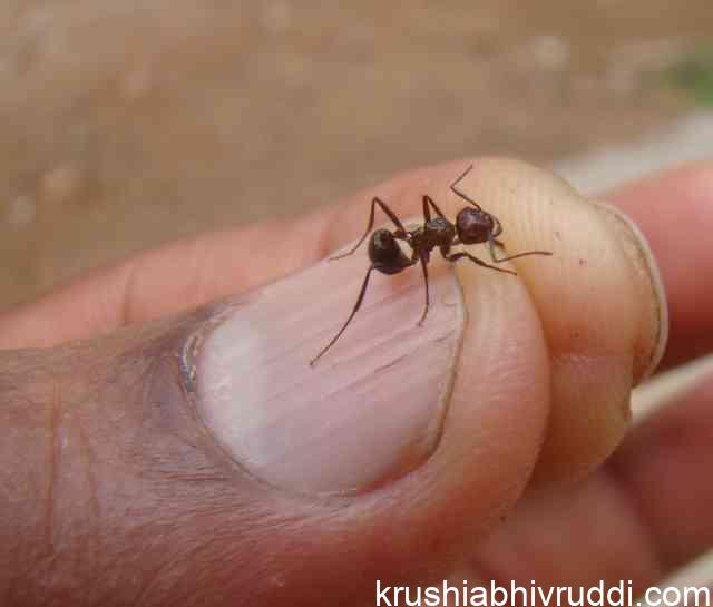 ಪರಭಕ್ಷಕ ಇರುವೆ