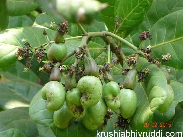 ಗೇರು – ಹೆಚ್ಚಿನ ಆದಾಯಕ್ಕೆ- ಇದನ್ನು ತಪ್ಪದೆ ಮಾಡಿ. ಗೇರು - ಹೆಚ್ಚಿನ ಆದಾಯಕ್ಕೆ- ಇದನ್ನು ತಪ್ಪದೆ ಮಾಡಿ