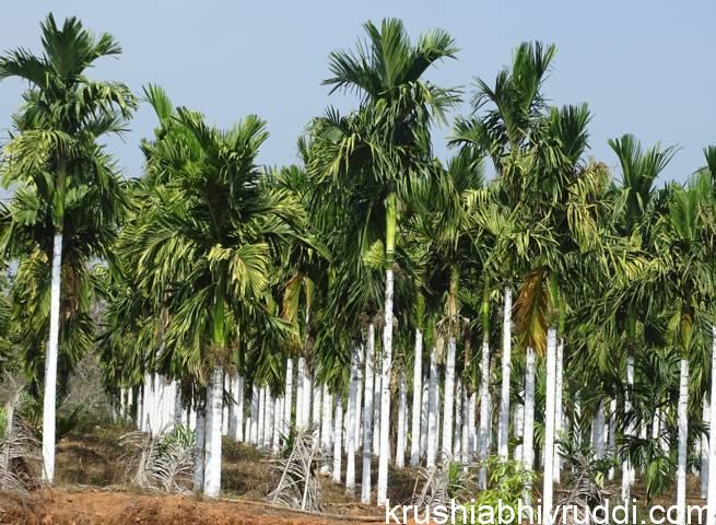 ಅಡಿಕೆ ಮರಗಳಿಗೆ ಸುಣ್ಣ ಬಳಿದು ಬಿಸಿಲಿನಿಂದ ರಕ್ಷಣೆ