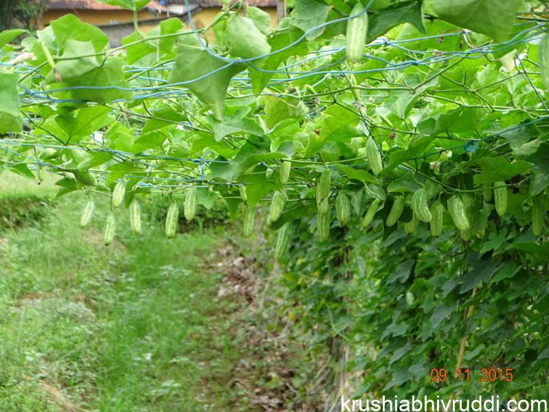 ಹೂ ಬಿಟ್ಟದ್ದೆಲ್ಲಾ ಕಾಯಿಯಾಗುವ ಉತ್ತಮ ತರಕಾರಿ ತೊಂಡೆ