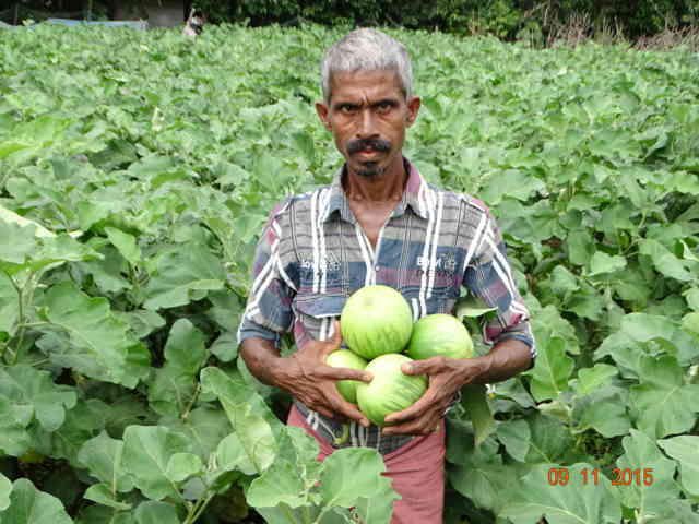 brinjal grower