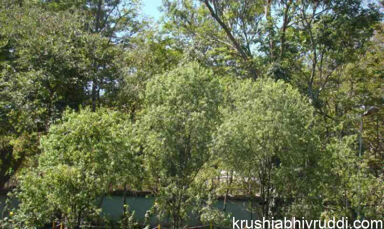 ಶ್ರೀಗಂಧ ಬೆಳೆಯಿಂದ ಕೋಟಿ ಗಳಿಕೆ  ಸಾಧ್ಯವೇ?