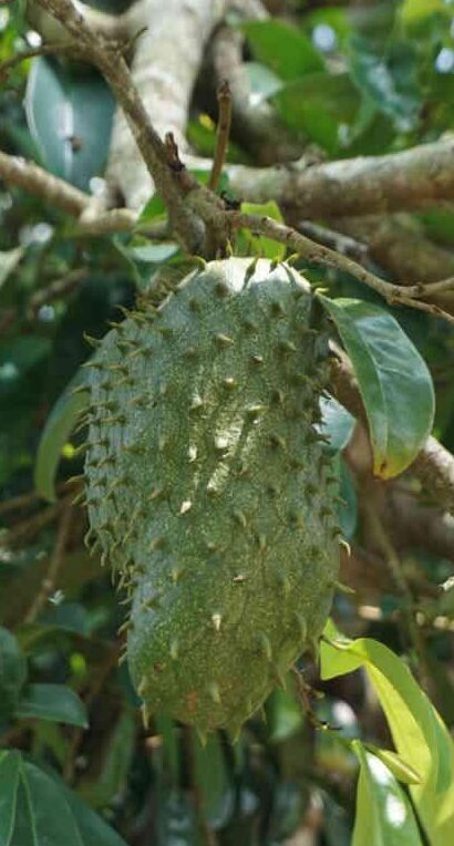 Lakshmana phala