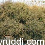 ಉಪಚಾರ ಮಾಡಿ ಚೆನ್ನಾಗಿ ಹೂ ಬಿಟ್ಟ ಮಾವಿನ ಮರ.