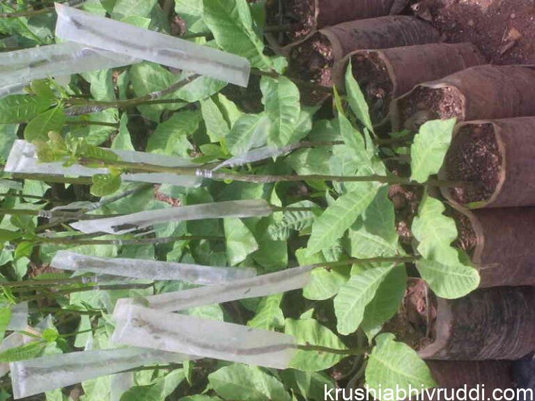 ‘ಮೃದು ಕಾಂಡ ಕಸಿ’ ಎಲ್ಲರೂ ಮಾಡಬಹುದಾದ ಸರಳ ಕಸಿ.