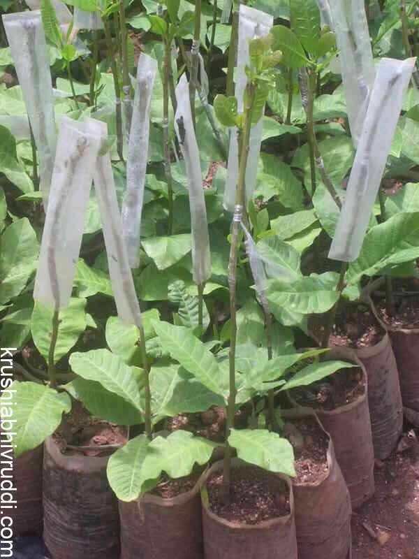 soft wood grated plant