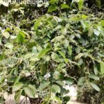 ಲಕ್ಷ ಲೆಕ್ಕದಲ್ಲಿ ಆದಾಯ ಕೊಡುವ ಮರ ಸಾಂಬಾರ