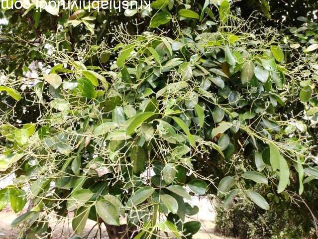 ಲಕ್ಷ ಲೆಕ್ಕದಲ್ಲಿ ಆದಾಯ ಕೊಡುವ ಮರ ಸಾಂಬಾರ