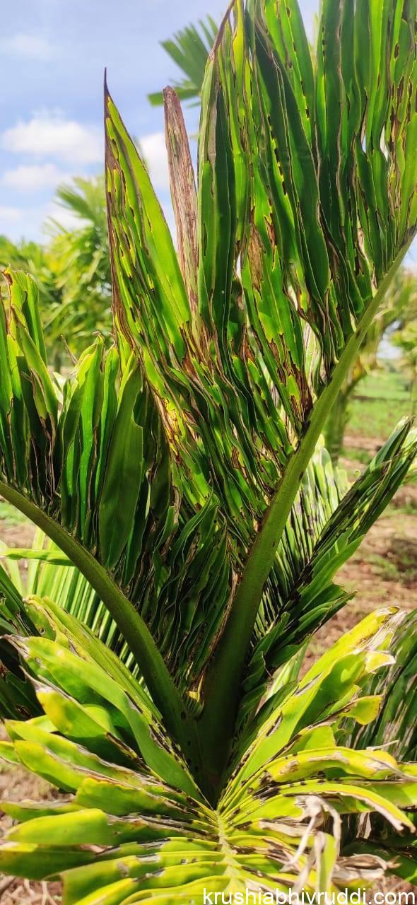 ಅಡಿಕೆ ಗರಿ ತಿನ್ನುವ ತಿಗಣೆಯ ಹಾನಿ