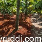 ತೋಟಕ್ಕೆ ಮಣ್ಣು – Fresh soil