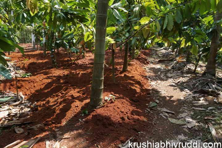 ತೋಟಕ್ಕೆ ಮಣ್ಣು – Fresh soil